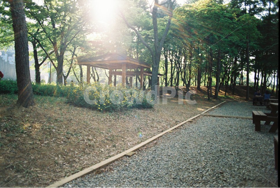 공원,햇빛,정자,산책기,나무