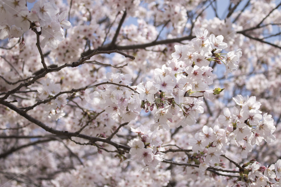 벚꽃,봄,꽃,꽃나무,꽃잎,분홍색,꽃놀이,꽃구경,봄,계절,spring,season,식물,자연,plants,nature,꽃,flower,나무,trees,wood,plant,blossom