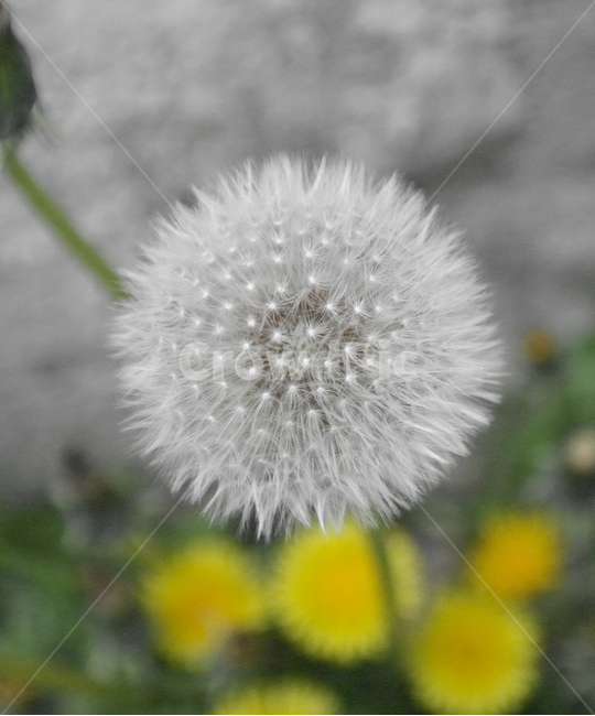 민들레씨,꽃,봄,봄꽃,야생화,민들레,flower,spring