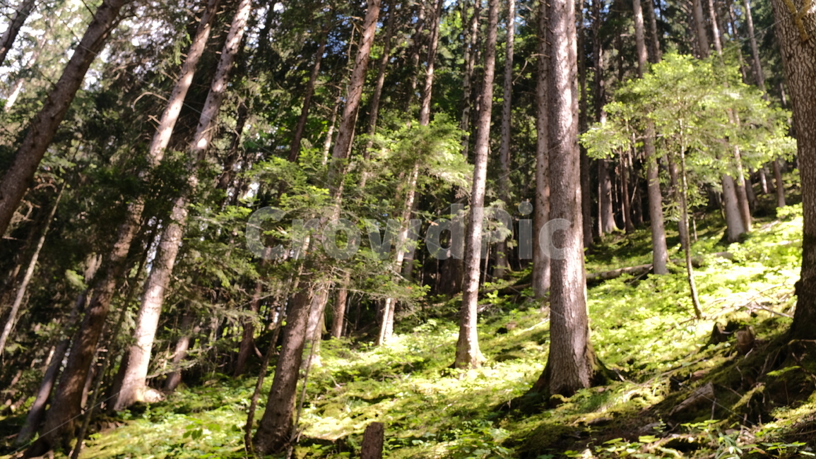 스위스,나무,뮤렌,햇빛,초록색,자연,풍경,nature,landscape,해외,외국,세계,foreign,oversea,world,세계자연풍경,해외자연풍경,외국자연풍경,world nature landscape,tree,plant,식물,vegetation,초목,outdoors,옥외,forest,숲,land,땅,woodland,삼림지