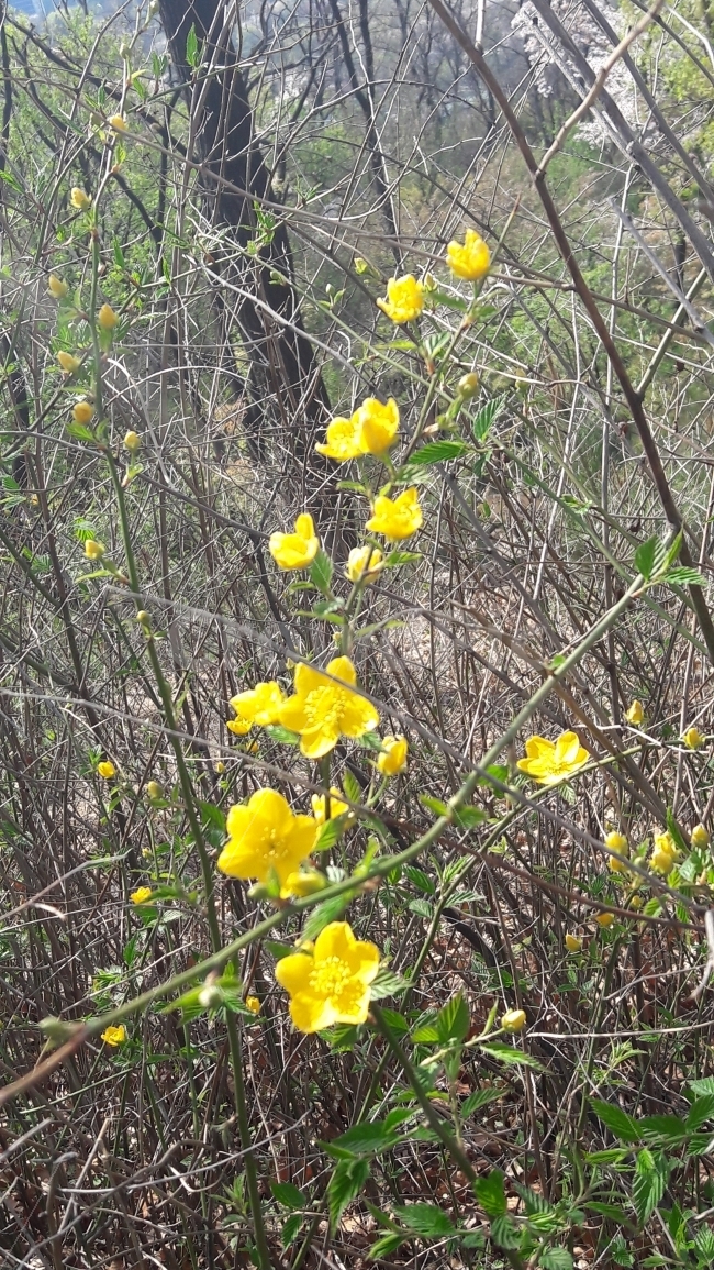 꽃,노랑,초록,나무,조화,봄,계절,spring,season,식물,자연,plants,nature,꽃,flower,plant