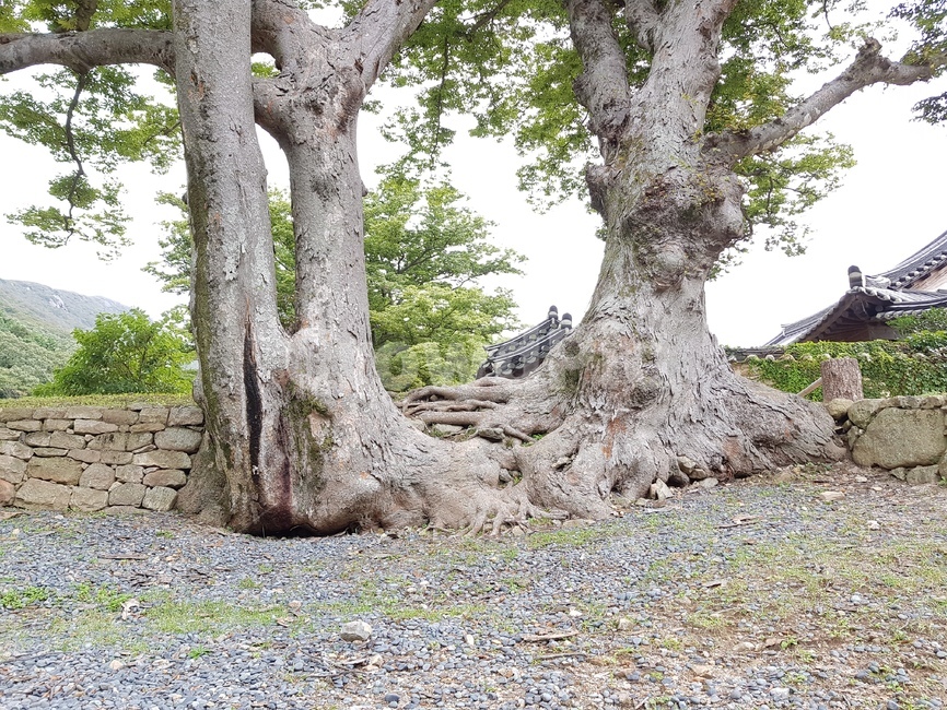나무,tree,wood,나뭇잎,잎,이색,자연,풍경,nature,landscape,plant,식물,tree trunk,나무 줄기