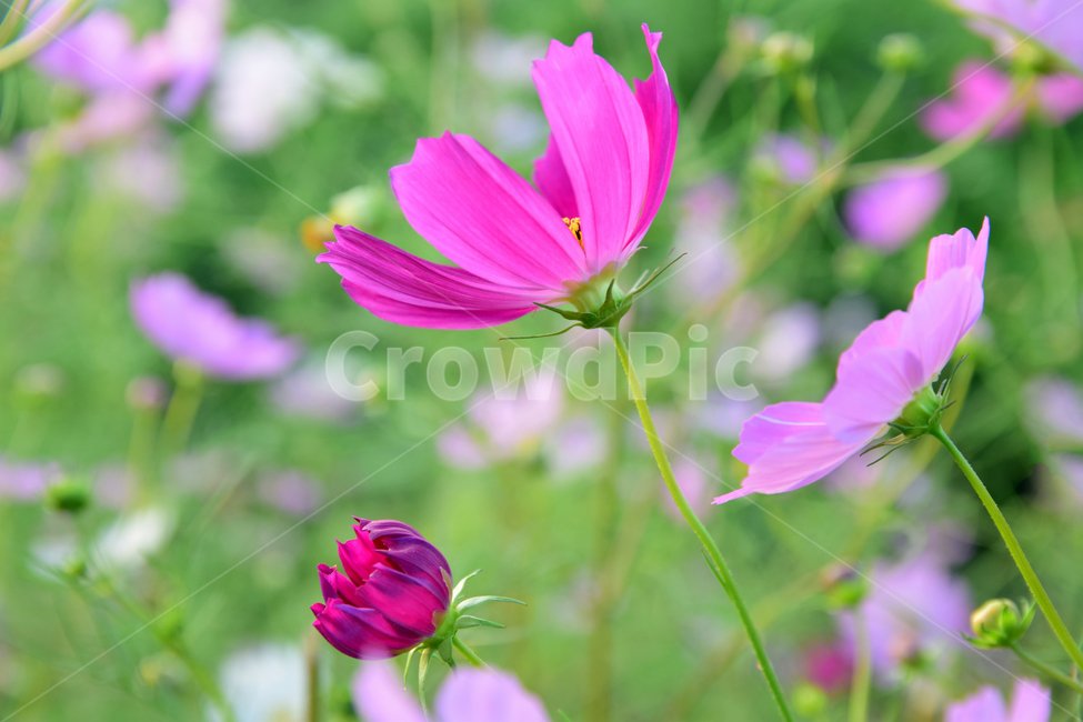 코스모스,코스모스꽃,꽃,가을,가을꽃,꽃받침,하늘,식물,국화과,꽃잎,cosmos,flower,fall,autumn,plant,blossom,flowercup,petal,식물,자연,plants,nature,꽃,flower