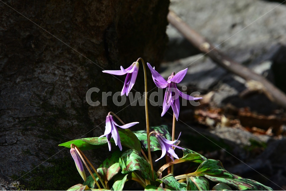 plant,식물,blossom,flower,꽃,얼레지,얼레지꽃,보라색,보라색꽃,봄꽃,봄,계절,식물,자연,plants,nature,꽃,flower