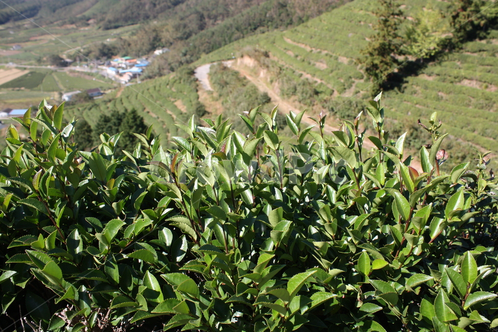 보성,여행,국내,전국,초록,녹차,식물,자연,plants,nature