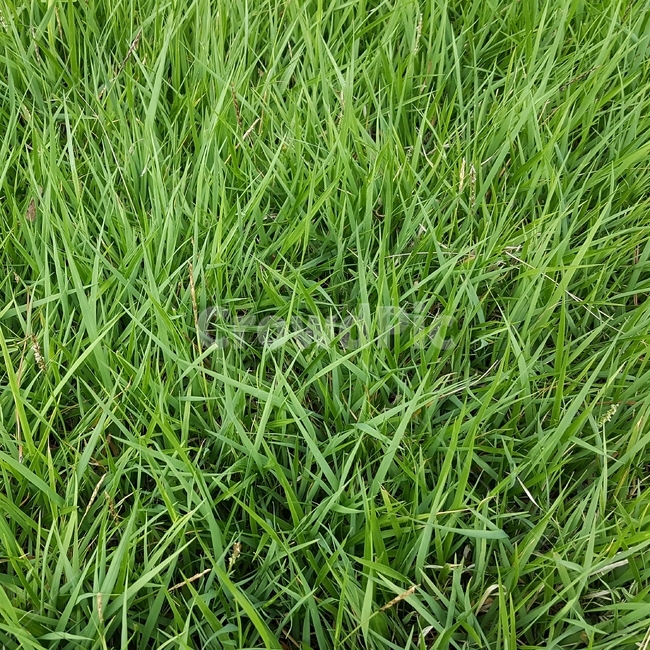 잔디,풀,녹음,녹색,자연,정원,백그라운드