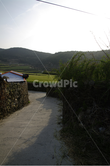 청산도,돌담길,돌담,집,길,보리밭,식물,plant,시골,마을,풍경,landscape,country,rural,town