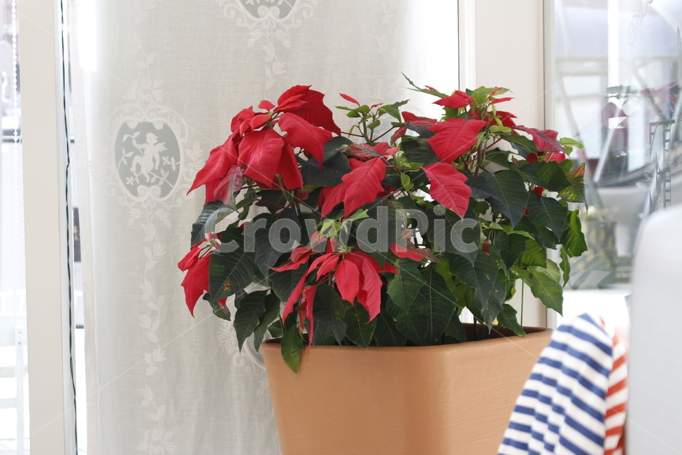 화초,꽃,실내장식,식물,화분,식물,자연,plants,nature,꽃,flower,실내용화초,화분,화초,house plant
