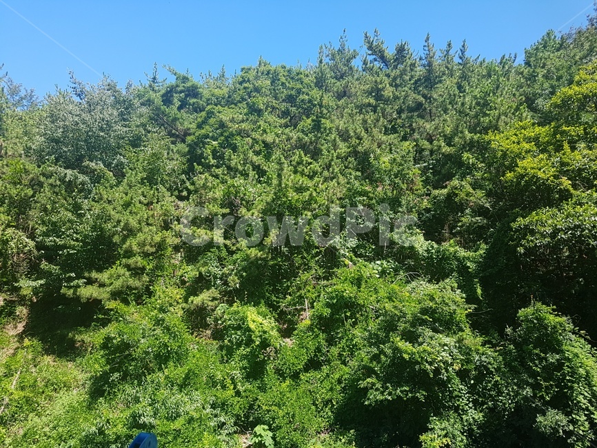 식물,초록,산,자연,나무,plant,tree,nature,rainforest