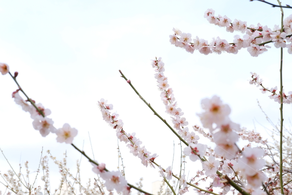 봄,봄꽃,꽃,매화,벚꽃,나들이,배경,배경화면,flower,flowers,spring,봄,계절,spring,season,plant,식물,blossom,cherry blossom
