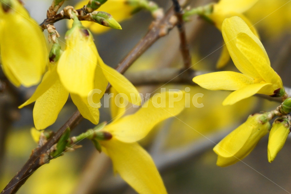 봄,노란색,3월,새순,개나리꽃,개나리,노랑,꽃잎,봄,계절,spring,season,식물,자연,plants,nature,꽃,flower,plant
