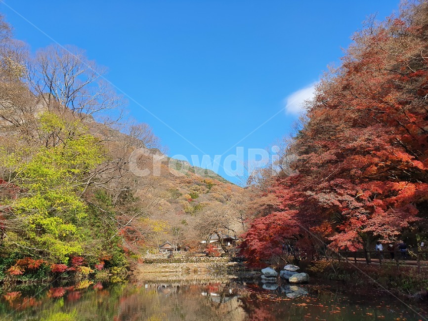 가을,단풍,단풍나무,백양사,장성백양사,자연,가을,계절,fall,autumn,season
