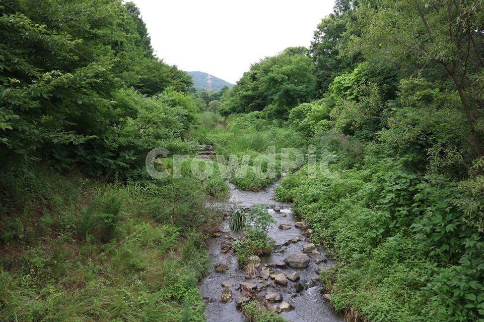 물,나무,식물,하늘,자연,water,mizu,tree,ki,plants,shokubutsu,sky,sora,nature,자연,풍경,nature,landscape,creek,작은 만,stream,흐름,outdoors,옥외