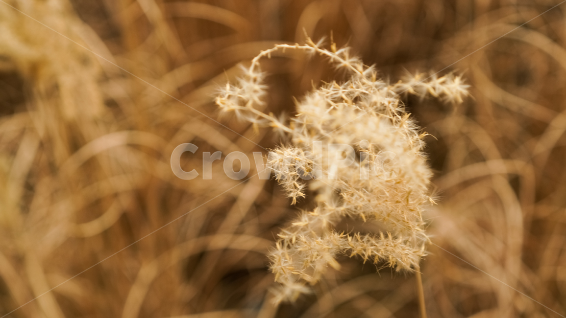 갈대,가을,따뜻함,warm,reed,식물,가을,계절,fall,autumn,season