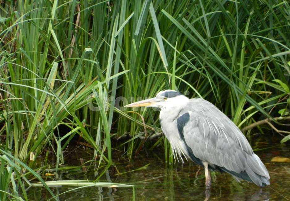 헤론,heron,ardeidae,아르데이다에,물새,animal,bird,새,동물