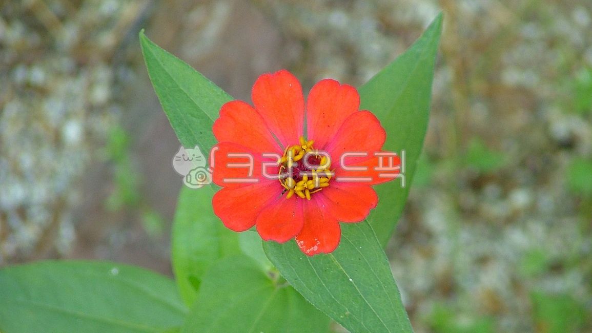 ,blossom,zinnia,naturalized plant,flower,Asteraceae,plant,elegans,annual plant