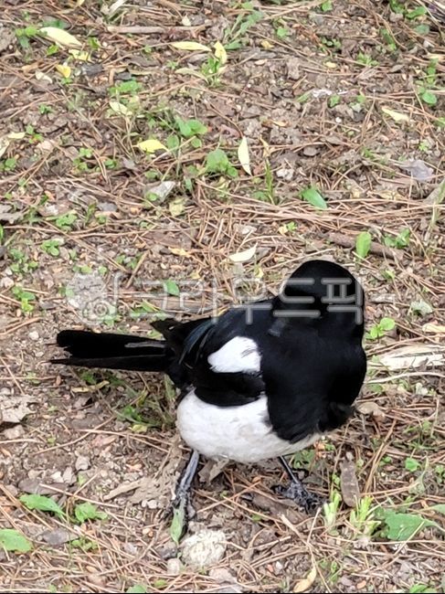 새,새포즈,자연,공원,동물