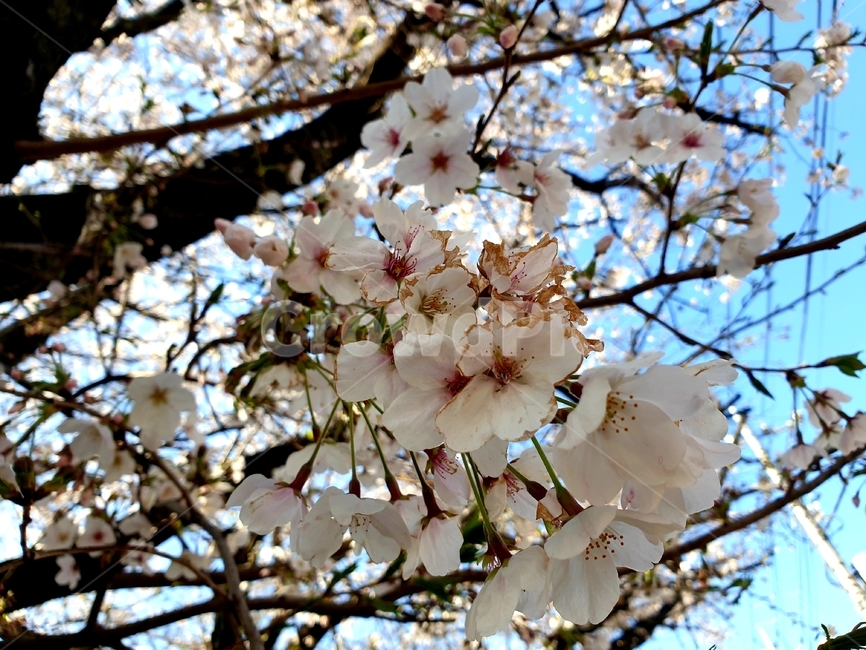 plant,식물,꽃,flower,봄,spring,개화,자연,nature
