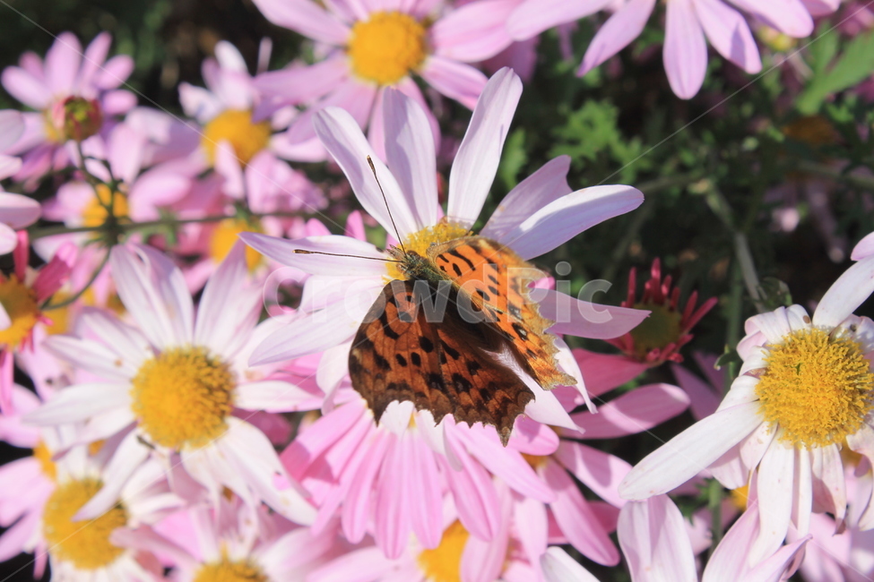 margueritedaisy,daisy,marguerite,가을,꽃,autumn,fall,flower,flowers,plant,식물,데이지,마가렛,나비,butterfly,monarchbutterfly,blossom,pollen,식물,자연,plants,nature,꽃,flower,곤충,벌레,insect,bug