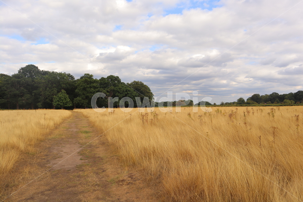 공원,영국,길,숲,풀,park,자연,풍경,nature,landscape,grassland,목초지,field,들,outdoors,옥외,savanna,대초원