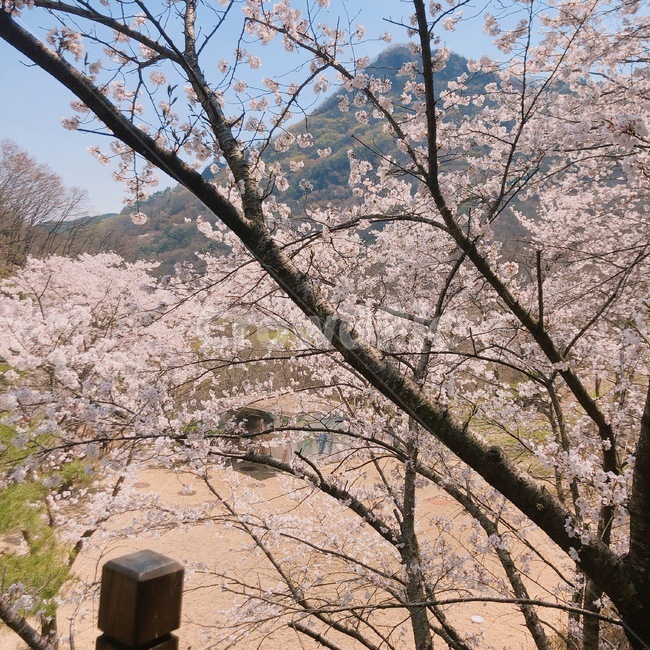 벚꽃,분홍,나무,하늘,봄