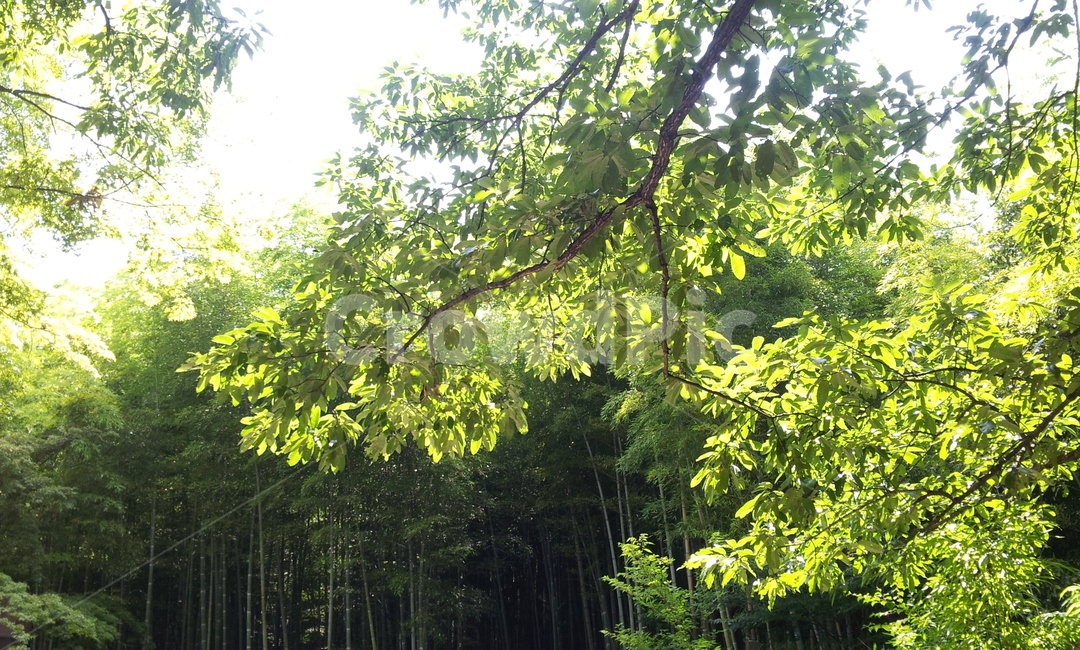 초록,나무,풀,자연,여름,대나무,식물,자연,plants,nature