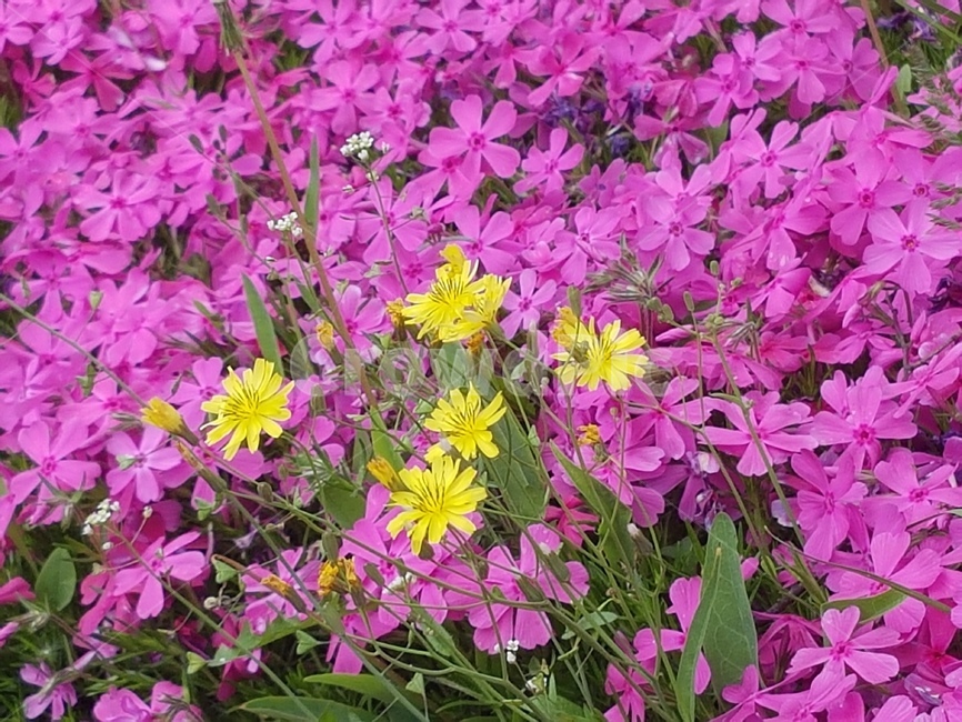 꽃잔디,씀바귀,식물,plant,야생화