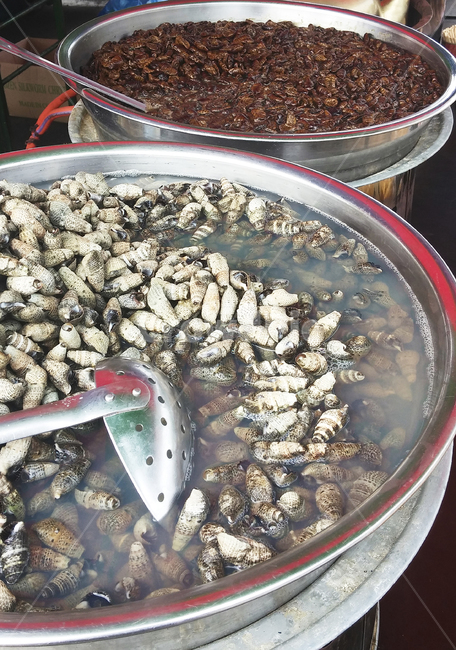 다슬기,번데기,간식,길거리음식,food,korean,pupa,street,snack,먹거리,삶은,국자,bowl,음식,식재료,요리,food,cook,meal,dishes,food reserves
