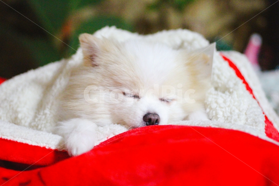 강아지,포메,포메라니안,동물,귀여운동물,동물,animal,포유류,mammal,개,강아지,dog,doggy