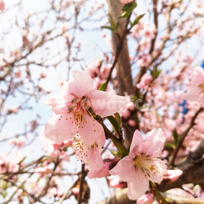 봄,꽃,벗꽃,핑크,봄꽃,봄,계절,spring,season,식물,자연,plants,nature,꽃,flower,plant,blossom,cherry blossom,벚꽃