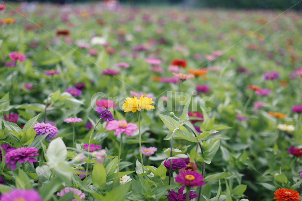 여름,백일홍,싱그러움,산책,flower