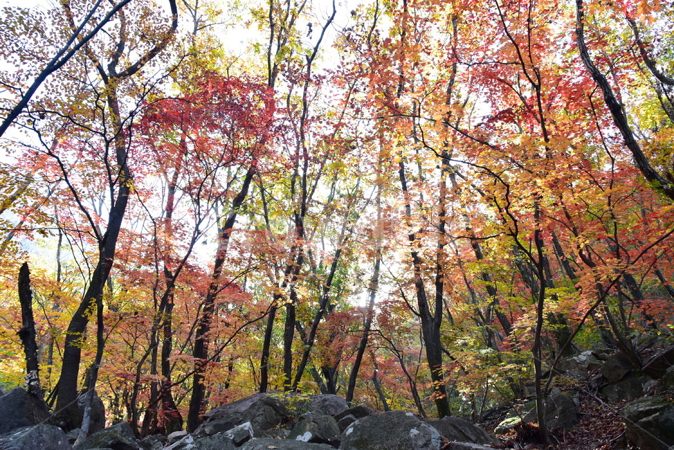 가을,단풍,울긋불긋,계절,시즌,아름다운,풍경,가을색,가을,계절,fall,autumn,season,tree,나무,plant,식물