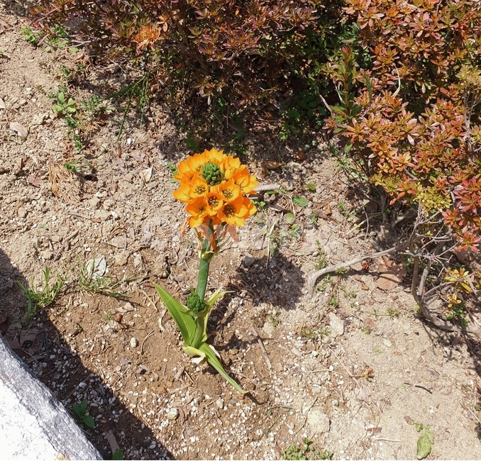 주황색꽃,봄,정열,따뜻한,햇빛,날씨좋은,spring,orange,sunshine