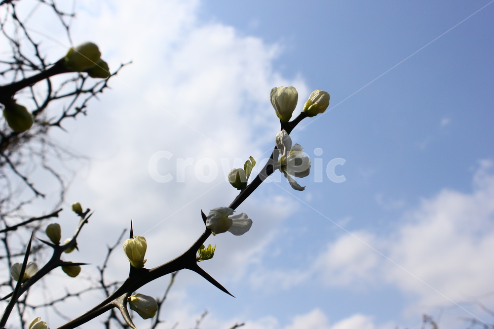 탱자,탱자꽃,흰꽃,야생화,제주,제주도,올레길,올레,봄,계절,spring,season,식물,자연,plants,nature,꽃,flower,plant