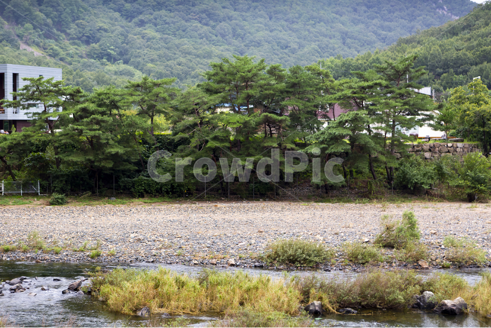 강가,솔잎,소나무,정원,자연,자연,풍경,nature,landscape,land,땅,outdoors,옥외,water,물,vegetation,초목,plant,식물