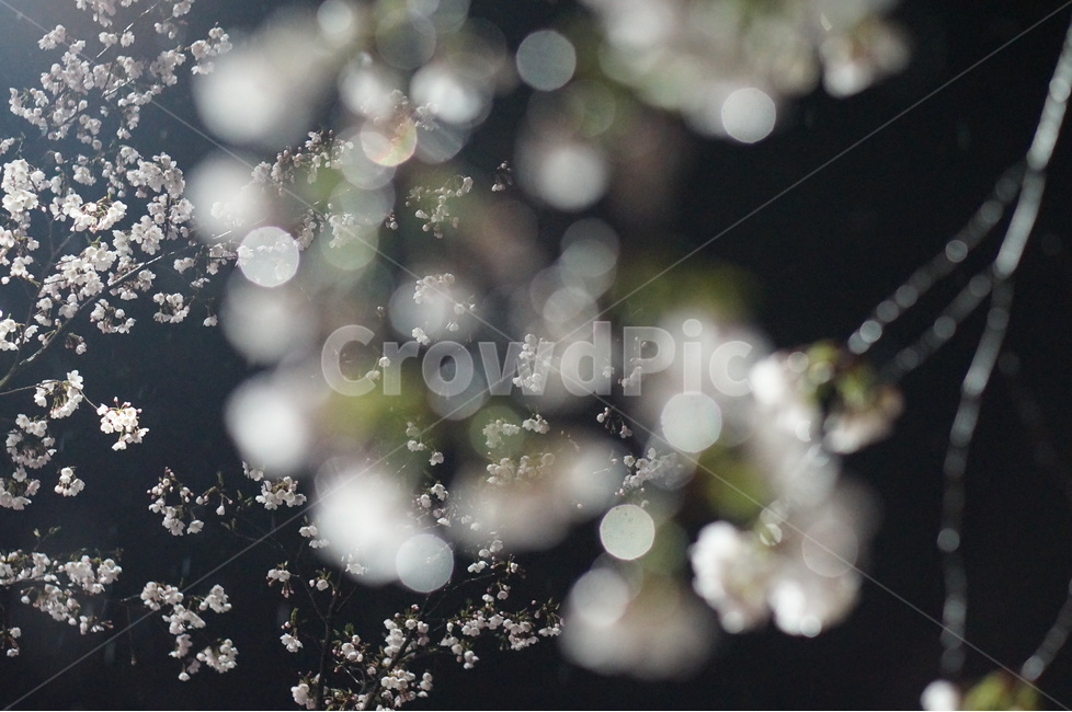 벚꽃,야경,밤,흰색,풍경,봄,봄,계절,spring,season,야경,밤,풍경,nightscape,night,landscape,식물,자연,plants,nature,꽃,flower