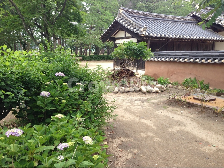 허난설헌생가,허난설헌,허균생가,허균,목조건축,고택,건축,한옥,기와,담장,강릉,대한민국,한국,heonanseolheonsbirthplace,heonanseolheon,heogyunsbirthplace,heogyun,apricot,lilac,woodenarchitecture,oldhouse,architecture,hanok,rooftile,wall,gangneung,republicofkorea,southkorea,한국전통,한국문화,korean traditional,korean culture,건축물,건물외관,exterior,building,structure,architecture,construction