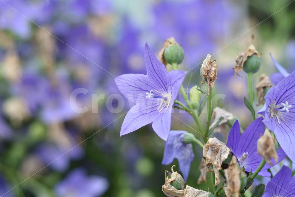 도라지,도라지꽃,여름꽃,보라색,꽃사진,식물,자연,plants,nature,꽃,flower