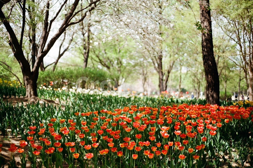 튤립,봄,아날로그,필름사진,서울숲,spring,tulip