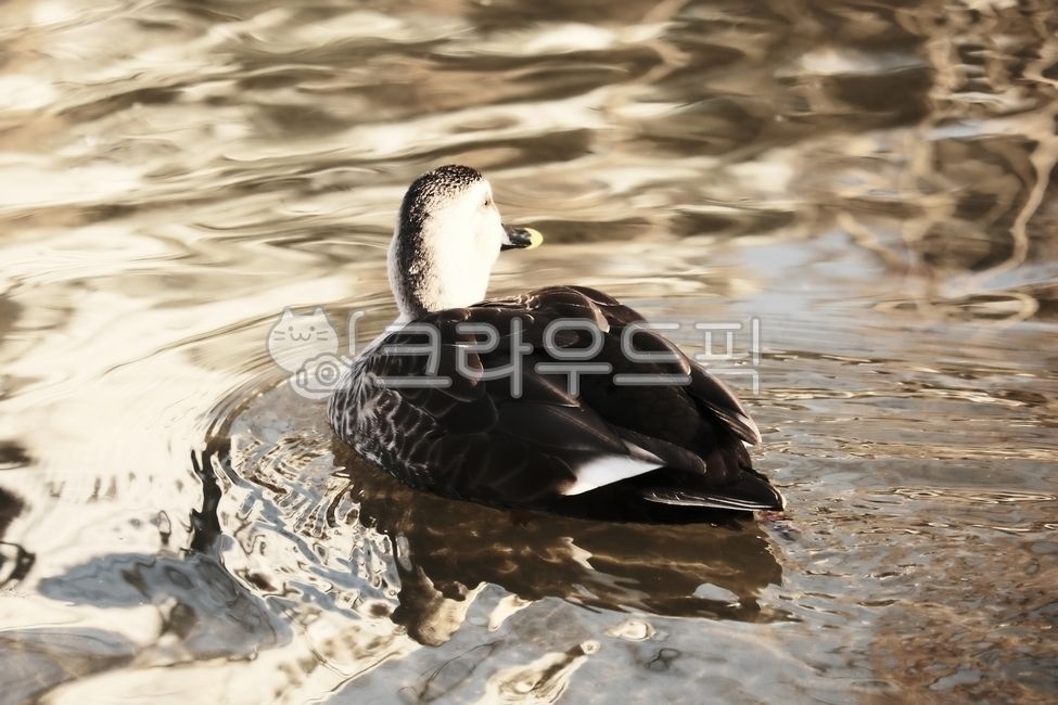 자연, 오리, 새, 따뜻함, 감성, 사진,이미지,일러스트,캘리그라피 - 돌하르냥작가