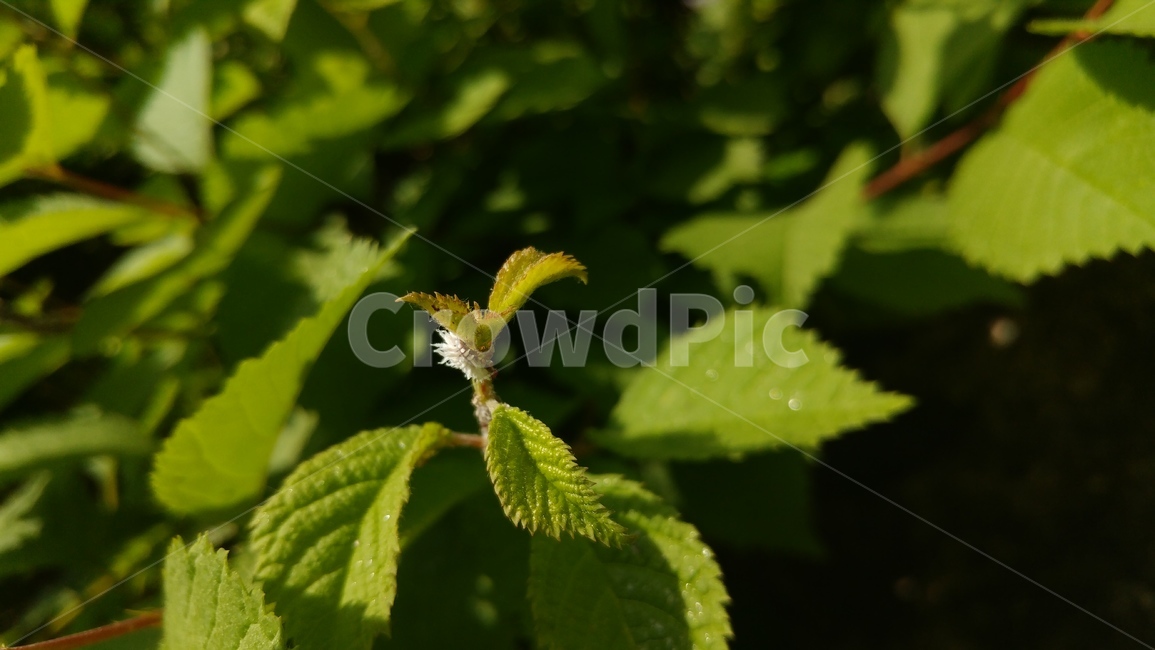 애벌레,잎,잎사귀,식물,나무,벌레,곤충,흰색곤충,식물,자연,plants,nature