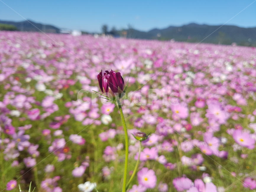 꽃,가을,코스모스,꽃배경,공원,식물,자연,plants,nature,꽃,flower