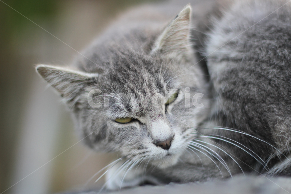 고양이,cat,회색,동물,animal,묘,동물,animal,포유류,mammal,고양이,cat,kitten,kitty