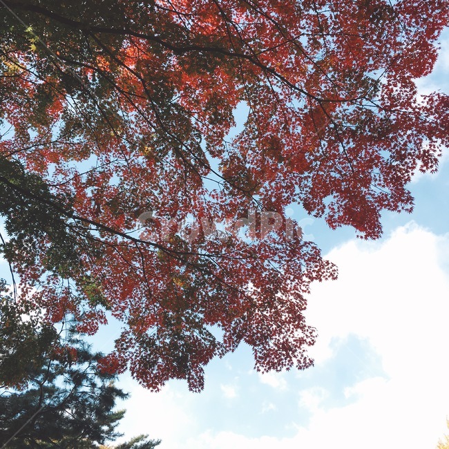가을단풍,단풍,가을,가을하늘,fall