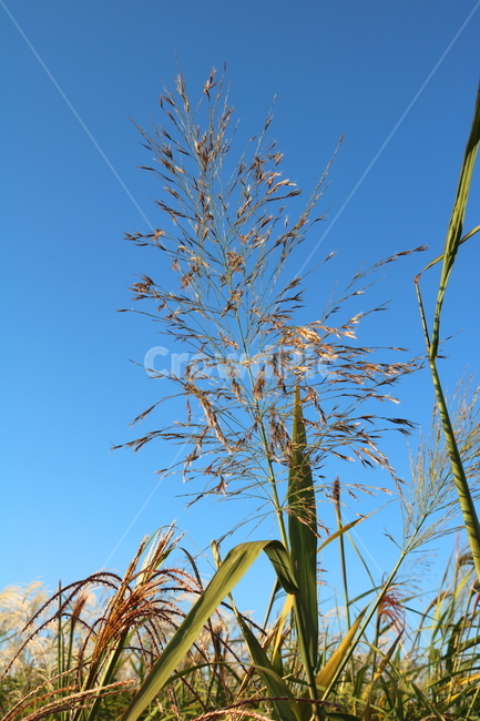 갈대,벼과,식물,자연,가을,가을,계절,fall,autumn,season,plant,grass,잔디