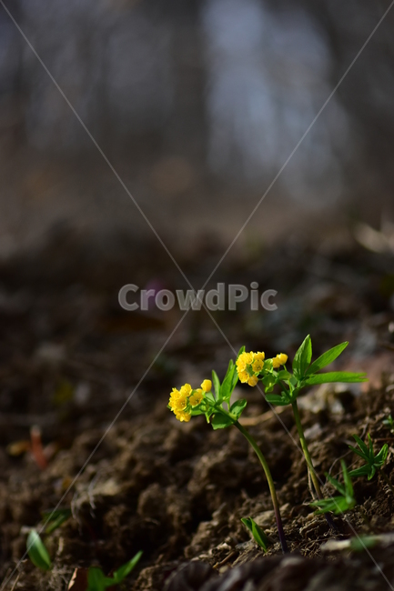 한계령풀,야생화,봄,꽃,풀꽃,자연,식물,식생,plants,nature,spring,season,flower