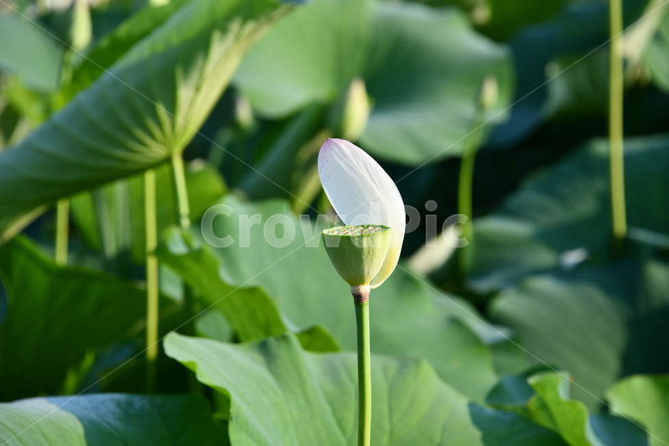 연꽃,꽃,접사,연꽃밭,식물,자연,plants,nature,flower,분홍색,핑크색,연잎