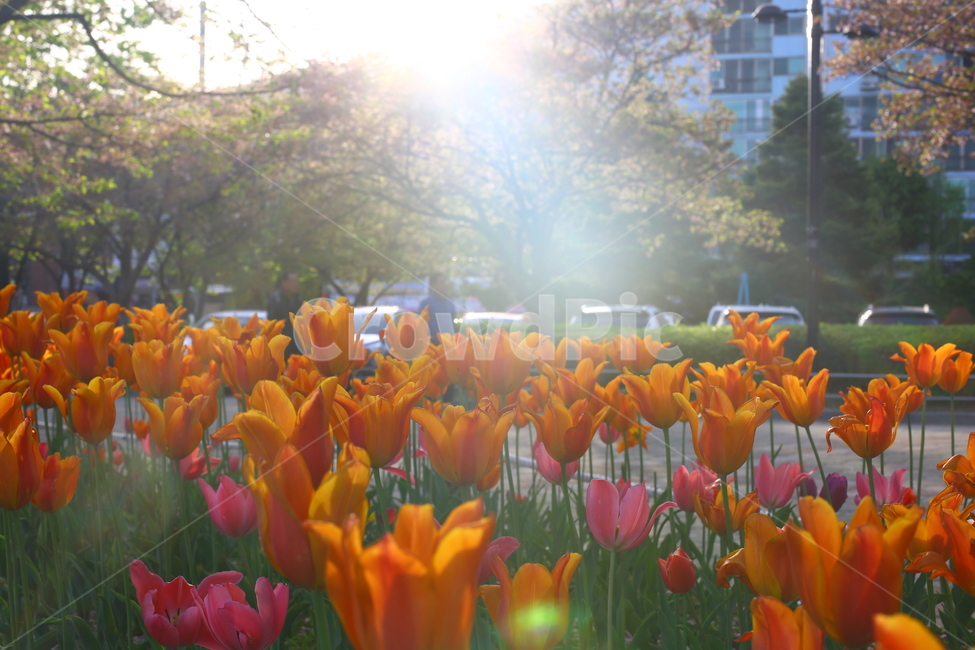 봄,꽃,튤립,노을,연지공원,햇살,꽃말,봄,계절,spring,season,식물,자연,plants,nature,꽃,flower,plant,blossom