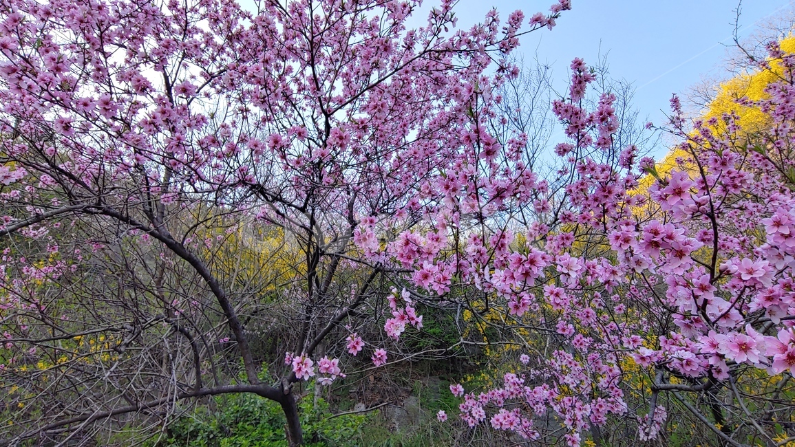 복숭아꽃,봄꽃,봄배경,시즌,계절,꽃,플라워,분홍색,핑크색,야외,옥외,아웃도어,season,springflowers,plant,식물,유실수,pink,배경,바탕,백그라운드,flowers,나무꽃,우리꽃