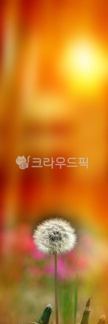 Banner design,banner design,banner,banner printing,banner printing,vertical banner,real printing,background,plant,flower,petal,flower garden,grass,dandelion,dandelion
